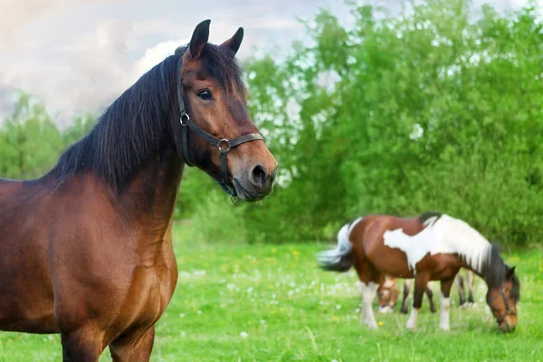 Chevaux tombent sur une prairie verte. — Photo