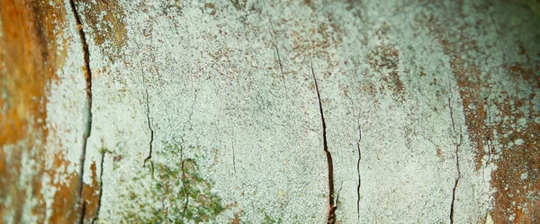 Struttura ravvicinata della corteccia di un vecchio albero. — Foto Stock