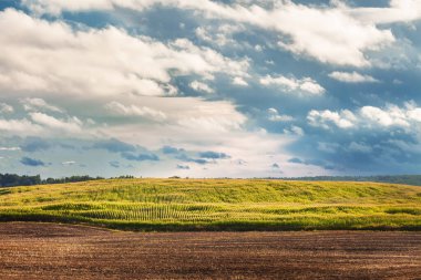 Gün batımında ufka uzanan tarımsal mısır tarlası..