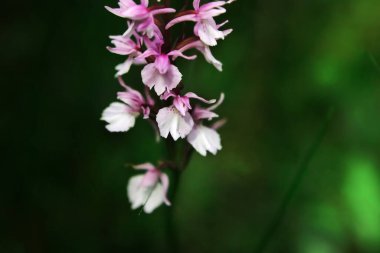 Doğal bitki örtüsünün arka planında mor çiçek, makro.