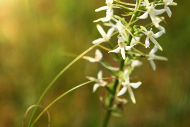  Orkide, Dactylorhiza maculata transsilvanica, doğada beyaz vahşi orkide, sabah güneşinde bahar sahnesi. Avrupa 'da nadir bulunan bir bitki.. 