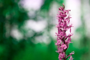 leylak çiçeği Orkide Dactylorhiza majalis maculataon doğal bitki örtüsünün arka planı, makro. Avrupa ormanlarının gizemli yabani bitkisi.