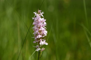 Benekli Orkide, Dactylorhiza maculata transsilvanica, beyaz vahşi orkide doğal bitki örtüsünün arka planında sabah ışığı çiçeği, makro. 