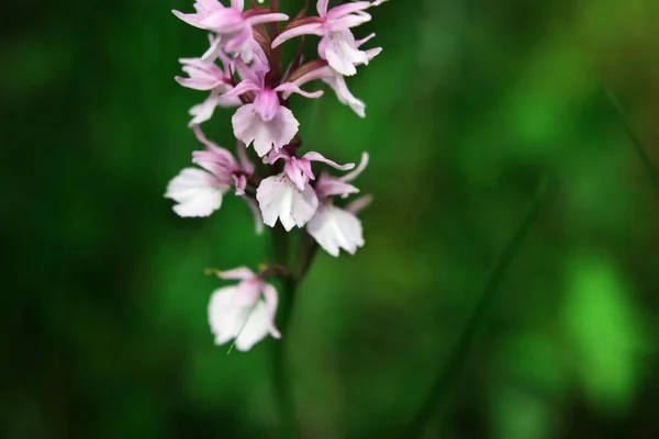 Lilac Flower Orchid Dactylorhiza Majalis Maculataon Background Natural Vegetation Macro — Stock Photo, Image