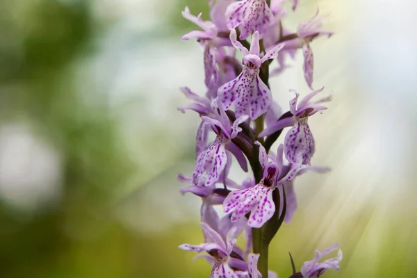 Šeříková Květina Orchidej Dactylorhiza Majalis Maculataon Pozadí Přírodní Vegetace Makro Royalty Free Stock Fotografie