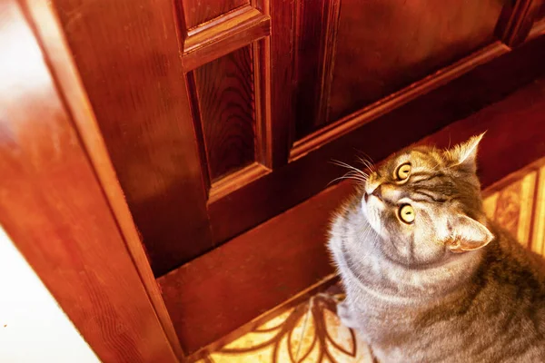 Gri Bir Tekir Ngiliz Shorthair Kedisi Kapıda Oturur Serbest Bırakılmayı — Stok fotoğraf