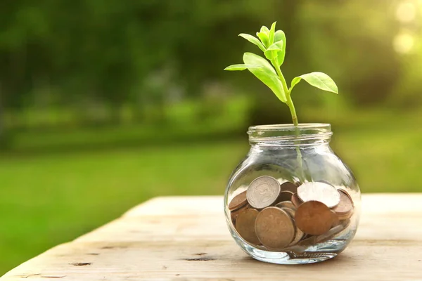 Plant growing from coins outside the glass jar on blurred green natural background. Money saving and investment financial concept.
