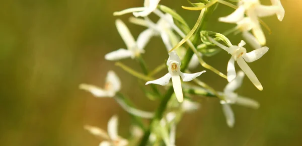 Orchidej Dactylorhiza Maculata Transsilvanica Bílá Divoká Orchidej Přírodním Prostředí Jarní Stock Obrázky