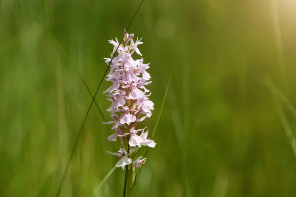 Spotted Orchid Dactylorhiza Maculata Transsilvanica White Wild Orchid Nature Habitat — Stock Photo, Image