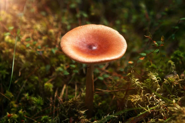 Champiñón con una gorra marrón en el bosque, con luz solar. — Foto de Stock