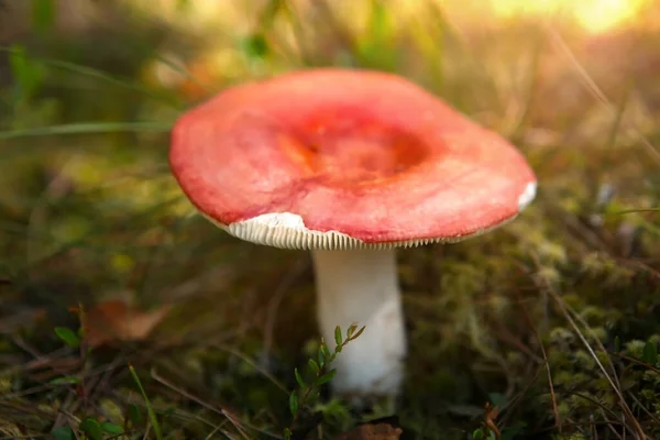 Mushroom russula, with a red cap in the forest, with sunlight. — Stock Photo, Image