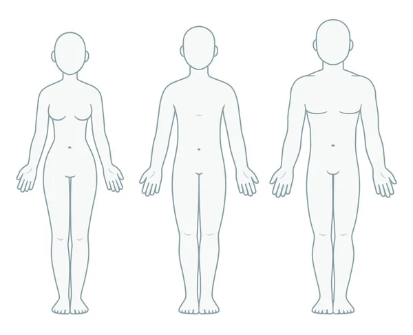 成年男性 女性和异性恋体表 前视图 空白成人人体模板 用于医学信息 孤立的矢量图集 — 图库矢量图片