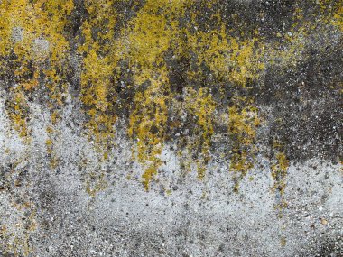 Beton duvar arka planı. Çimento arka planı