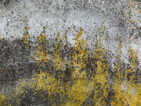 Beton duvar arka planı. Çimento dokusu