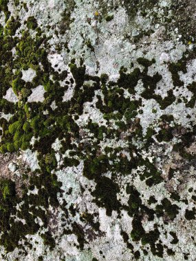 Dağ kayası arka planı. Taş zemin