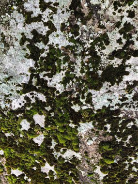 Dağ kayası arka planı. Taş zemin