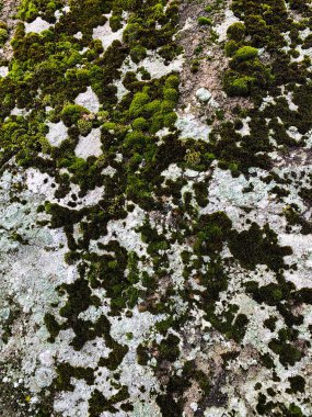 Dağ kayası arka planı. Taş zemin