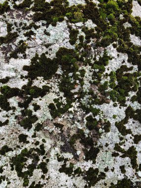 Dağ kayası arka planı. Taş zemin