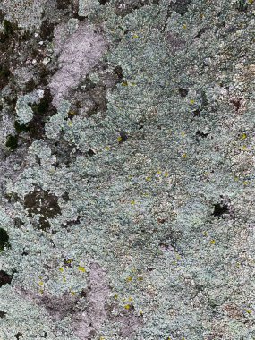 Dağ kayası arka planı. Taş zemin