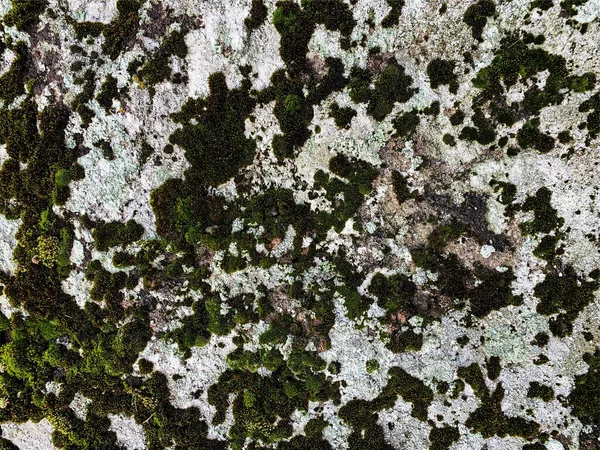 Dağ kayası arka planı. Taş zemin