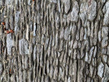 eski taş duvar arkaplanı