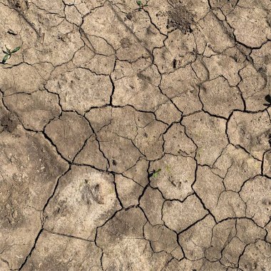 Çatlak yeryüzü arka planı. Toprak yüzeyinde çatlaklar var. Çamur çatlakları.