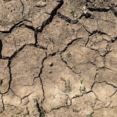 Çatlak yeryüzü arka planı. Toprak yüzeyinde çatlaklar var. Çamur çatlakları.