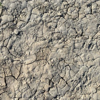 Çatlak yeryüzü arka planı. Toprak yüzeyinde çatlaklar var. Çamur çatlakları.