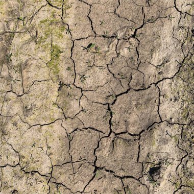Çatlak yeryüzü arka planı. Toprak yüzeyinde çatlaklar var. Çamur çatlakları.