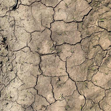 Çatlak yeryüzü arka planı. Toprak yüzeyinde çatlaklar var. Çamur çatlakları.
