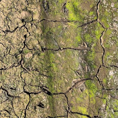 Çatlak yeryüzü arka planı. Toprak yüzeyinde çatlaklar var. Çamur çatlakları.