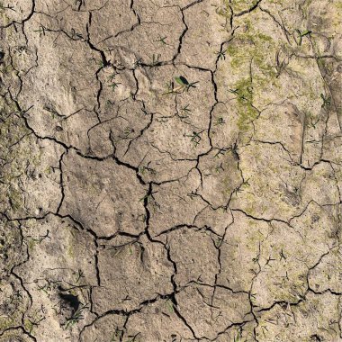 Çatlak yeryüzü arka planı. Toprak yüzeyinde çatlaklar var. Çamur çatlakları.