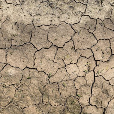 Çatlak yeryüzü arka planı. Toprak yüzeyinde çatlaklar var. Çamur çatlakları.