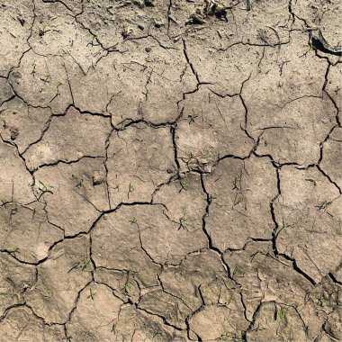 Çatlak yeryüzü arka planı. Toprak yüzeyinde çatlaklar var. Çamur çatlakları.