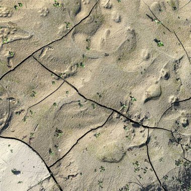 Çatlak yeryüzü arka planı. Toprak yüzeyinde çatlaklar var. Çamur çatlakları.