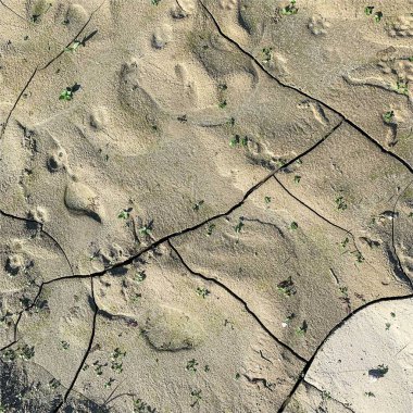 Çatlak yeryüzü arka planı. Toprak yüzeyinde çatlaklar var. Çamur çatlakları.