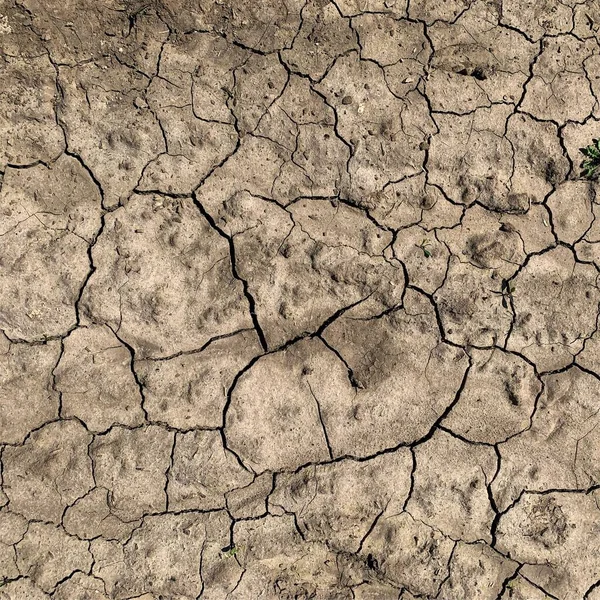Çatlak yeryüzü arka planı. Toprak yüzeyinde çatlaklar var. Çamur çatlakları.