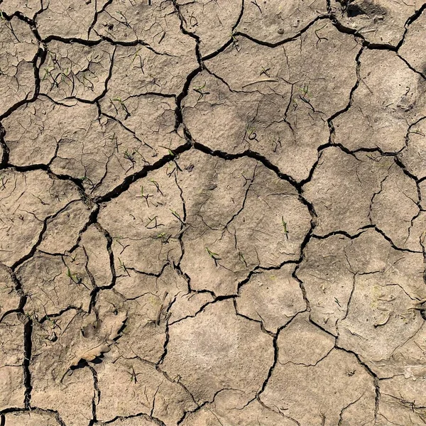 Çatlak yeryüzü arka planı. Toprak yüzeyinde çatlaklar var. Çamur çatlakları.
