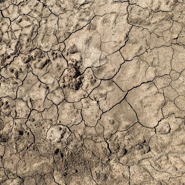 Fond Terre Fissuré Surface Sol Sèche Avec Fissures Fissures Boue — Photo