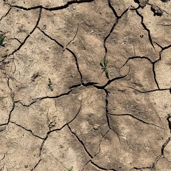 Çatlak yeryüzü arka planı. Toprak yüzeyinde çatlaklar var. Çamur çatlakları.