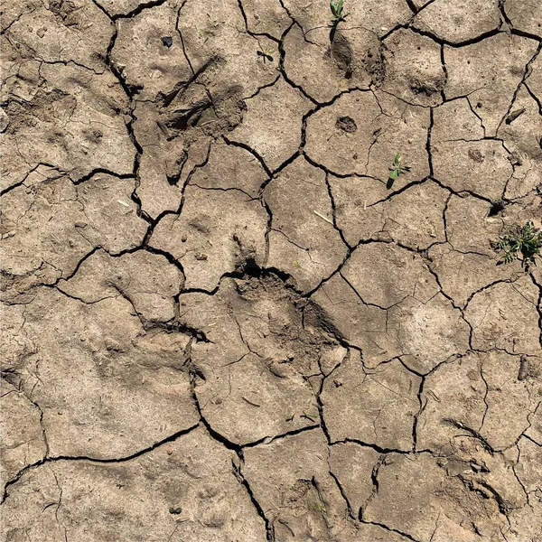 Çatlak yeryüzü arka planı. Toprak yüzeyinde çatlaklar var. Çamur çatlakları.