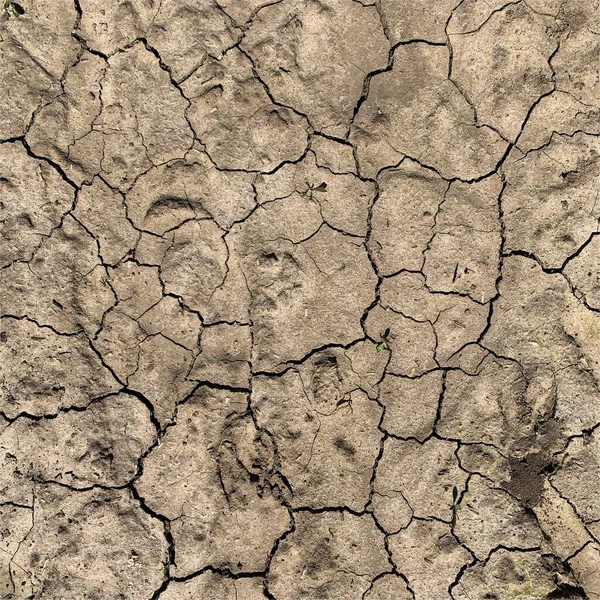 Fond Terre Fissuré Surface Sol Sèche Avec Fissures Fissures Boue — Photo