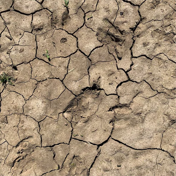 Çatlak yeryüzü arka planı. Toprak yüzeyinde çatlaklar var. Çamur çatlakları.