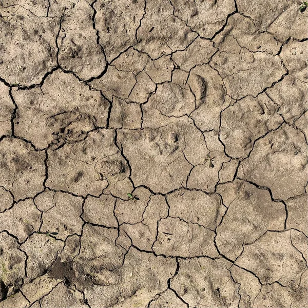 Çatlak yeryüzü arka planı. Toprak yüzeyinde çatlaklar var. Çamur çatlakları.