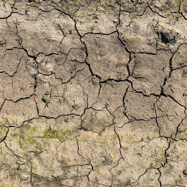 Çatlak yeryüzü arka planı. Toprak yüzeyinde çatlaklar var. Çamur çatlakları.