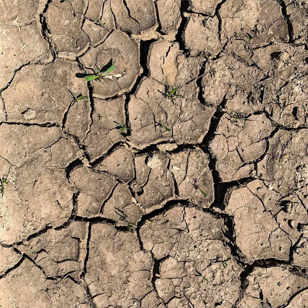 Çatlak yeryüzü arka planı. Toprak yüzeyinde çatlaklar var. Çamur çatlakları.