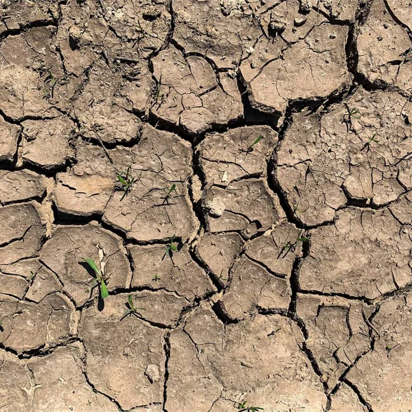 Çatlak yeryüzü arka planı. Toprak yüzeyinde çatlaklar var. Çamur çatlakları.