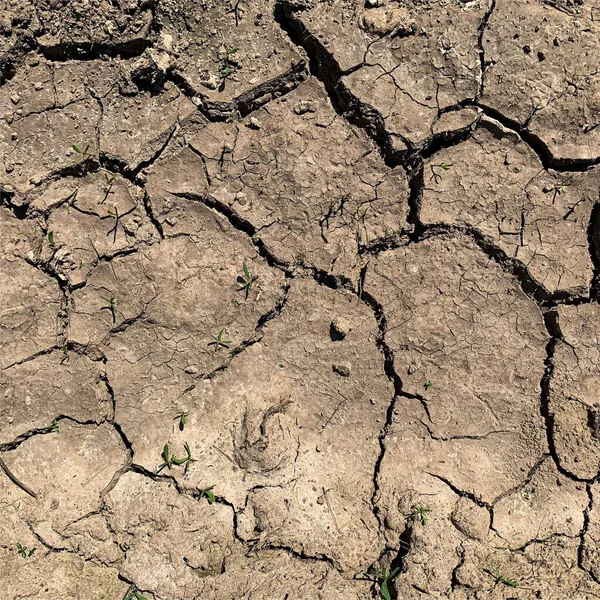 Çatlak yeryüzü arka planı. Toprak yüzeyinde çatlaklar var. Çamur çatlakları.