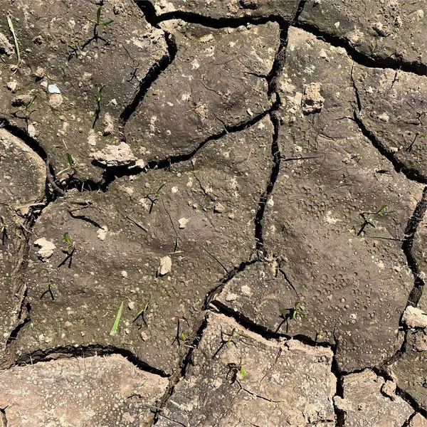 Çatlak yeryüzü arka planı. Toprak yüzeyinde çatlaklar var. Çamur çatlakları.