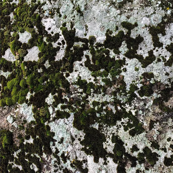 Dağ kayası arka planı. Kaya dokusu. Taş zemin